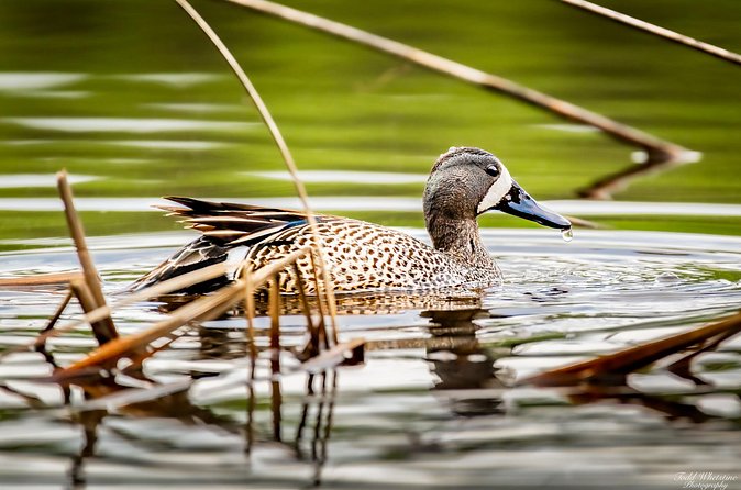 Fairbanks Private Photography Workshop - The Perfect Fit for Aspiring Photographers and Nature Lovers