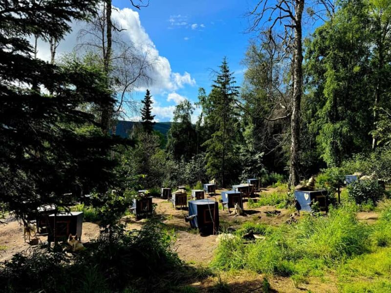 Fairbanks: Siberian Husky Kennel Tour - Experience an Up-Close Encounter with Siberian Huskies in Fairbanks