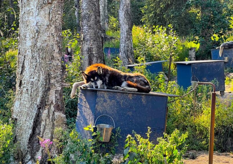 Fairbanks: Siberian Husky Kennel Tour - Key Points