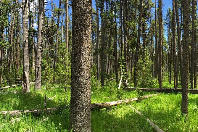 Fairy Falls Day Hike Tour - Panoramic Views of Yellowstone’s Thermal Hot Springs