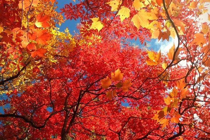 Fall Color Tour in the Smoky Mountains - Explore the Smoky Mountains During Peak Fall Colors