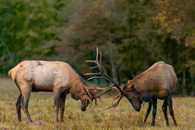 Fall Private Elk Rut Rocky Mountain National Park Tour - Fall Private Elk Rut Rocky Mountain National Park Tour: A VIP Wildlife Adventure