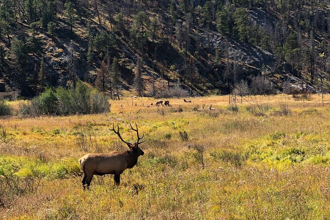 Fall Private Elk Rut Rocky Mountain National Park Tour - Driving along Trail Ridge Road: The Highest Continuous Paved Road
