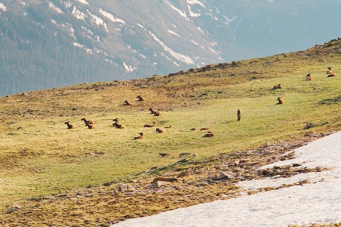 Fall Private Elk Rut Rocky Mountain National Park Tour - Sunset at Moraine Park: Witnessing the Elk Rut
