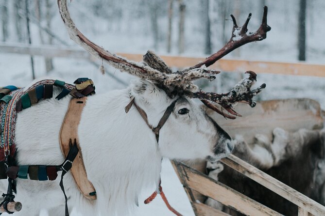 Family day: Reindeer, Husky and Snowmobiling in Levi - Visiting the Reindeer Farm and Enjoying the Sleigh Ride