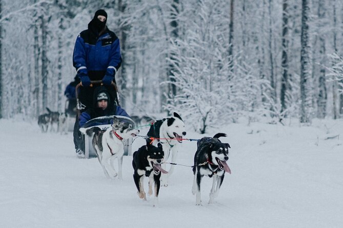 Family day: Reindeer, Husky and Snowmobiling in Levi - The Cozy Lunch and Included Equipment