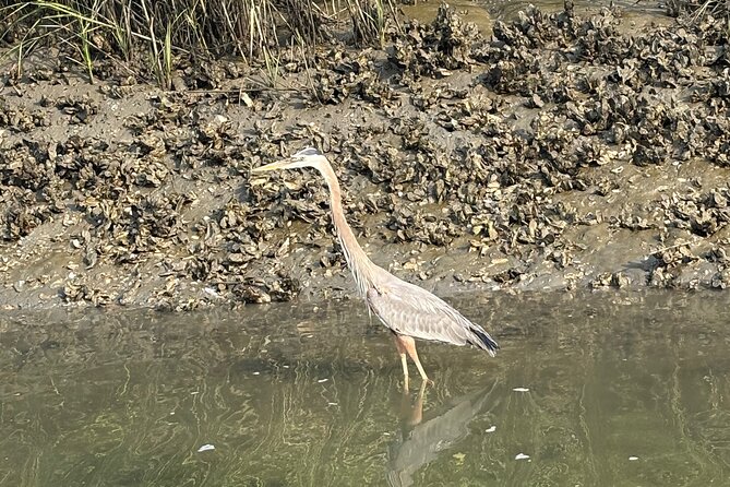 Family Friendly Dolphin Nature Kayak Tours in Hilton Head - Key Points