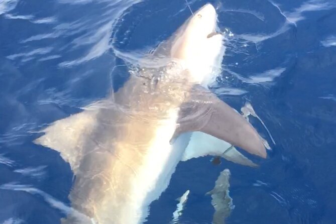 Family Friendly Fishing Charters in Sarasota with Captain Gregg - Education and Safety for Kids on the Water