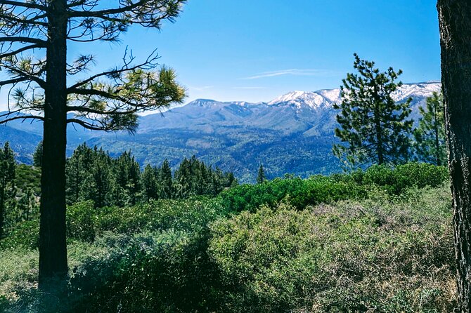 Family-Friendly Nature Hike around the Big Bear Valley - Wildlife and Birdlife of Big Bear Valley