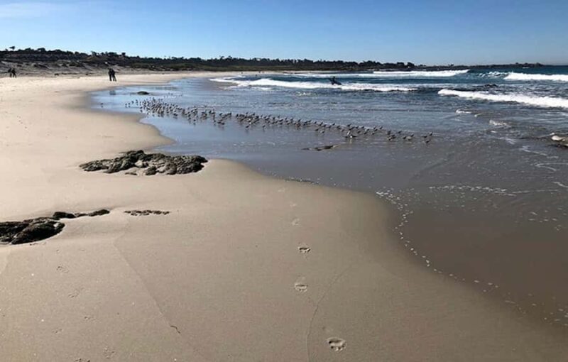 "Family Friendly" Scenic E-Bike Tour along 17 Mile Dr - The Guided Experience and Knowledgeable Guides
