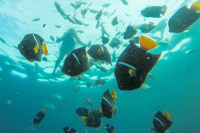 Family Fun in the Sun on a real Wooden Pirate Ship - All-Inclusive Dining and Bar Options