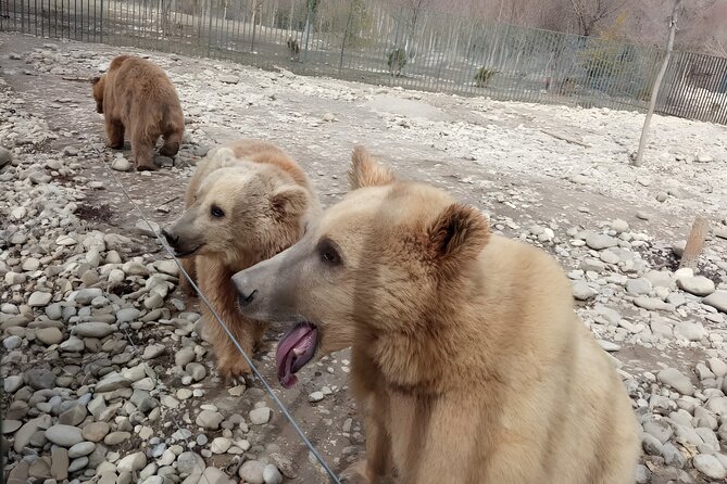 Family Half-Day Tour: Sabaduri, Georgian Chronicles, & Jvari - Key Points