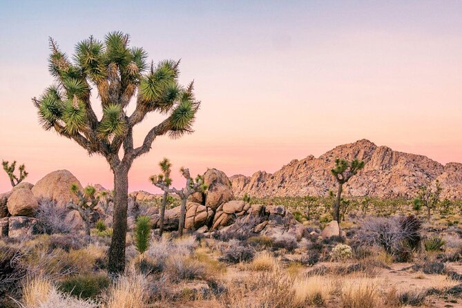 Family Rock Climbing Trips in Joshua Tree National Park (4 Hours) - Discover a Family-Friendly Rock Climbing Adventure in Joshua Tree