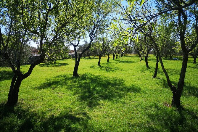 Family-run Vineyard Tour & Award Winning Wine Tasting/Delicacies - Savoring Dalmatian Delicacies Outdoors