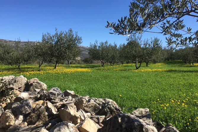 Family-run Vineyard Tour & Award Winning Wine Tasting/Delicacies - Value and Booking Considerations