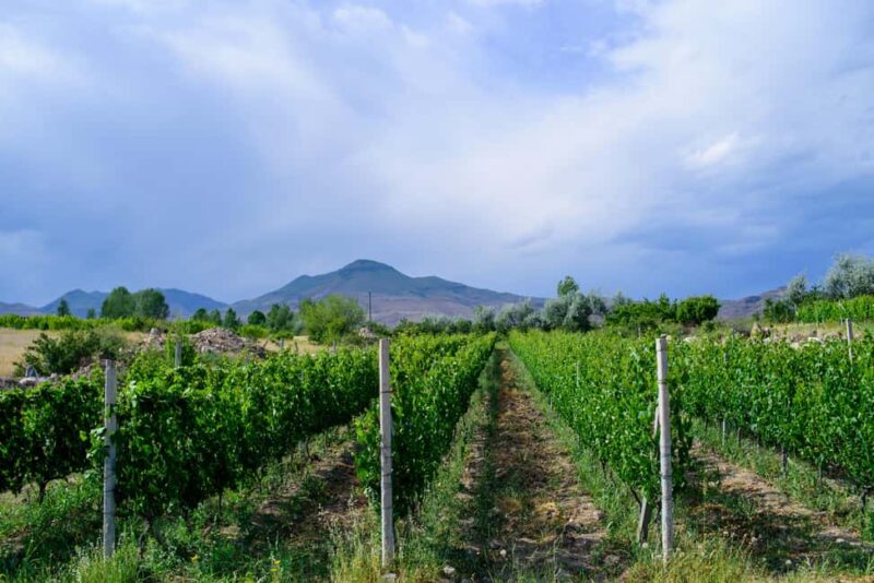 Family Village Winery Tour & Tasting in Aghavnadzor - Local Food Pairings and Armenian Flavors