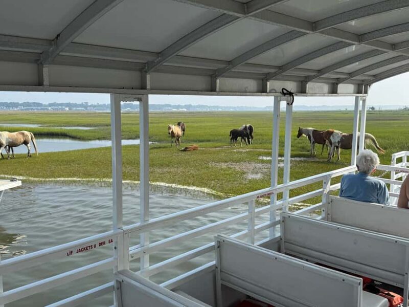 Famous Chincoteague Pony Cruise with Expert Narration - Up-Close View of the Famous Ponies Along the Shoreline