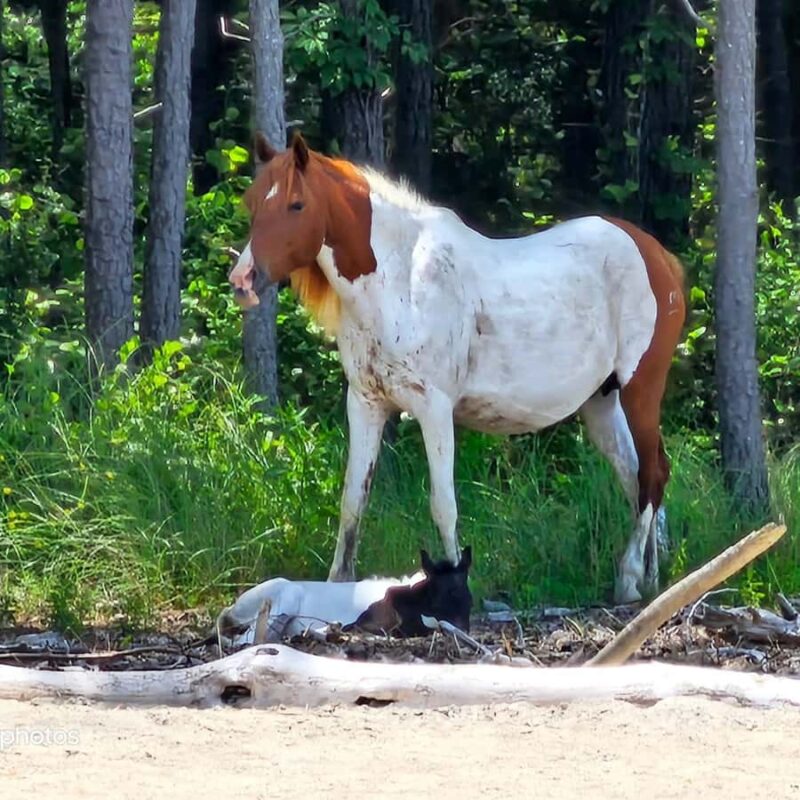 Famous Chincoteague Pony Cruise with Expert Narration - Comparing Similar Tours and Unique Features