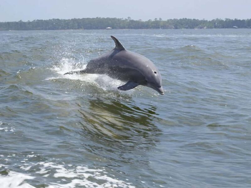 Famous Chincoteague Pony Cruise with Expert Narration - Chincoteague Pony Cruise: Ideal for Wildlife and History Enthusiasts