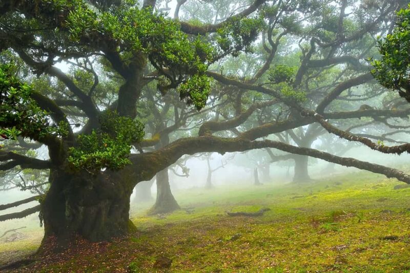 Fanal / Assobiadores - Levada Walk - Key Points