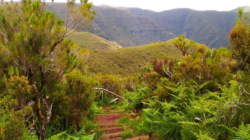 Fanal / Assobiadores - Levada Walk - Viewpoints Over Ribeira da Janela and Chão da Ribeira