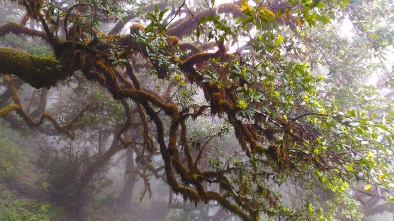 Fanal / Assobiadores - Levada Walk - Discovering Fanal’s Enchanting Forest
