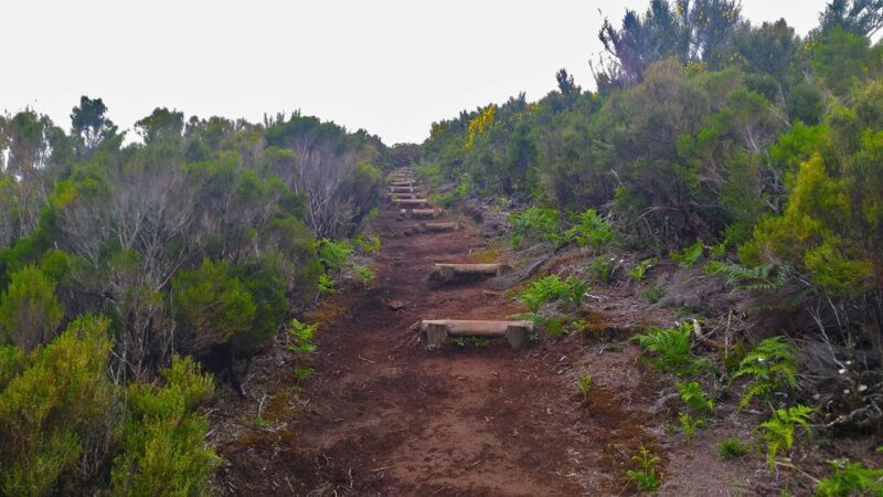 Fanal / Assobiadores - Levada Walk - Practical Details and What to Bring