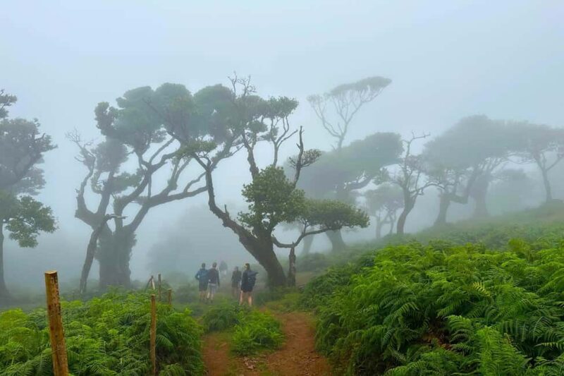 Fanal / Assobiadores - Levada Walk - The Pacing and Atmosphere of the Walk