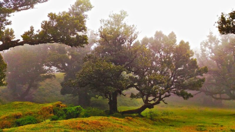 Fanal / Assobiadores - Levada Walk - Comparing This Tour to Other Madeira Walks