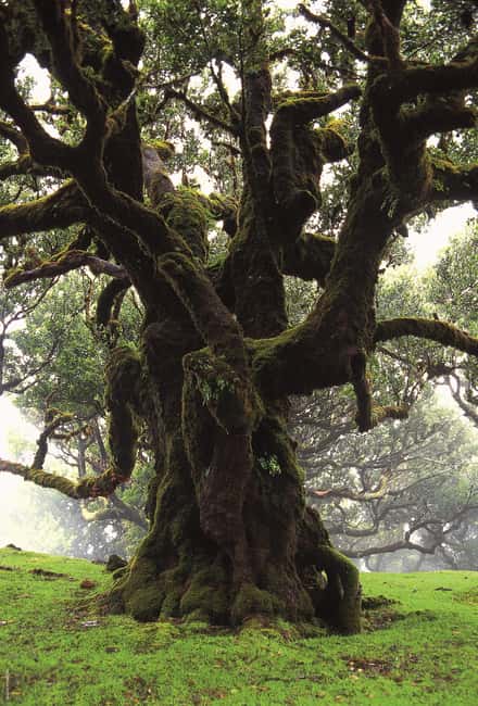 Fanal Assobiadores Trail - From Paul da Serra to the Fanal Forest: An Introduction to the Landscape