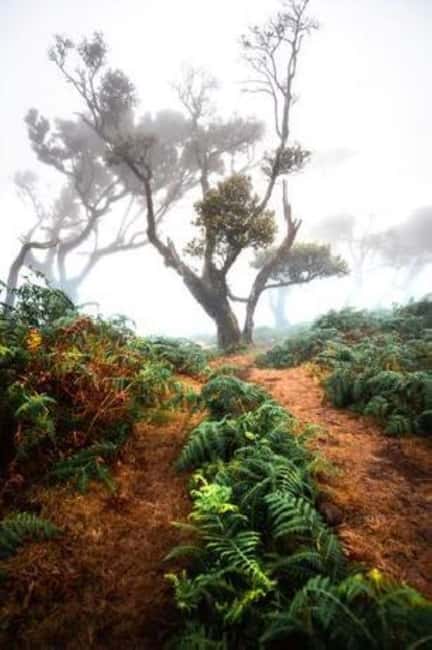 Fanal Assobiadores Trail - Practical Details: What to Know Before You Go