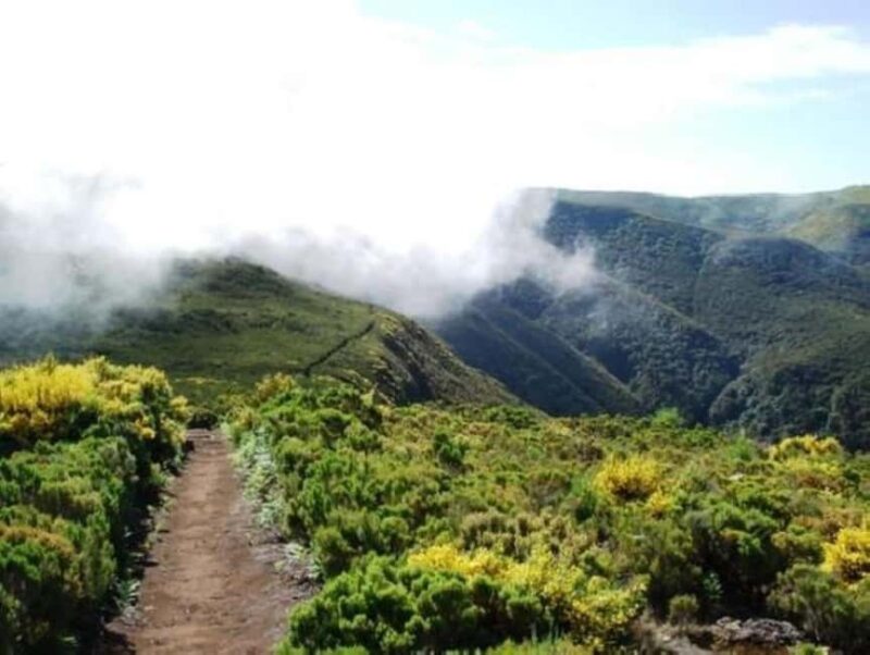 Fanal Assobiadores Trail - Comparing Similar Madeira Hiking Tours