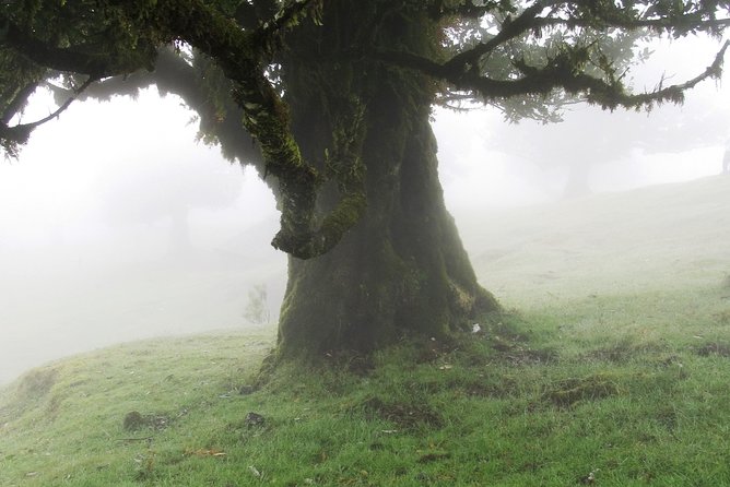 Fanal -Enchanted Forest - Key Points