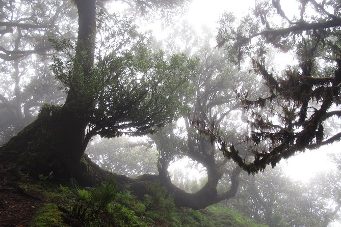 Fanal -Enchanted Forest - The Role of the Guides: Gonçalo and Gustavo