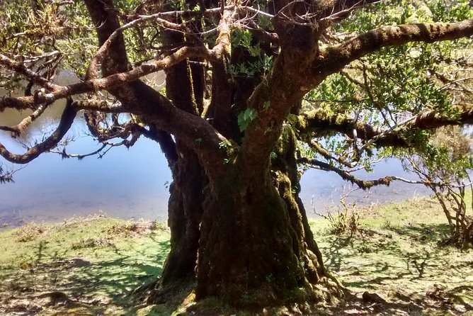 Fanal -Enchanted Forest - The Comfort and Convenience of the Tour