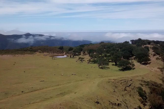 Fanal -Enchanted Forest - What to Expect in Terms Weather and Preparation