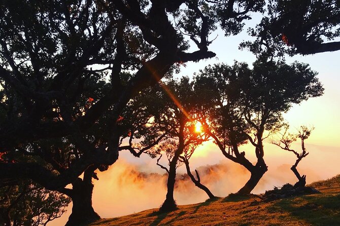 Fanal Forest Private Sunset Hike - Highly Praised Aspects and Notable Features