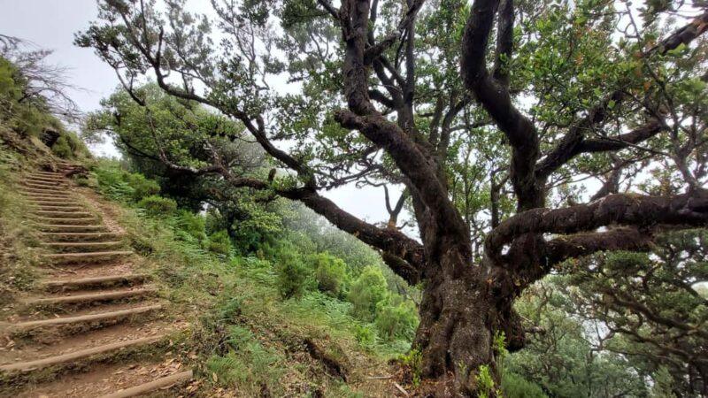 Fanal Forest Walk & Meal - Experience Providers and Similar Tours