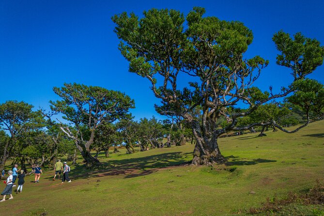 Fanal & Porto Moniz - West Madeira Tour - Panoramic Views from Eira da Achada Lookout