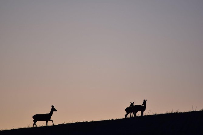 Farm Attraction - Highland Cows, Animal Feeding, Wholesome fun! - The Self-Guided Farm Walk and Den-Building Activities