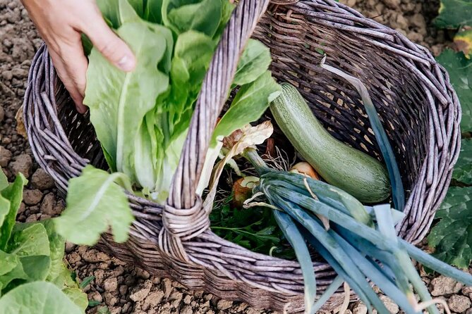 Farm To table Experience on an organic hilltop estate in Tuscany - Participating in a Hands-On Tuscan Cooking Class
