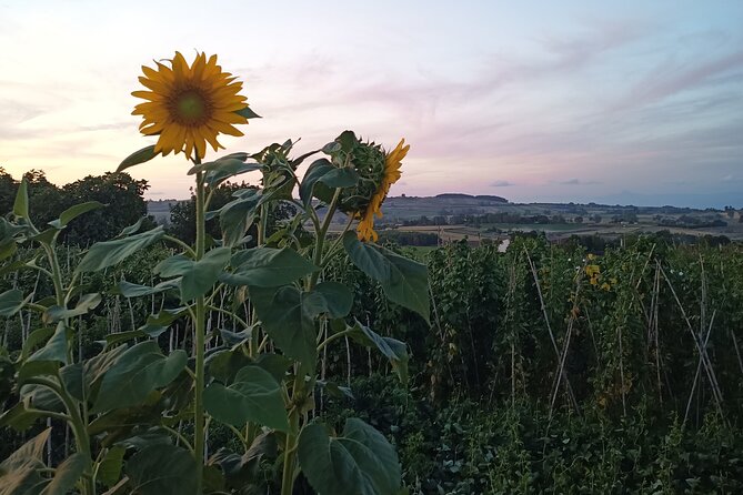 Farm-to-table Food Experience - Scenic Drive and Stunning Views