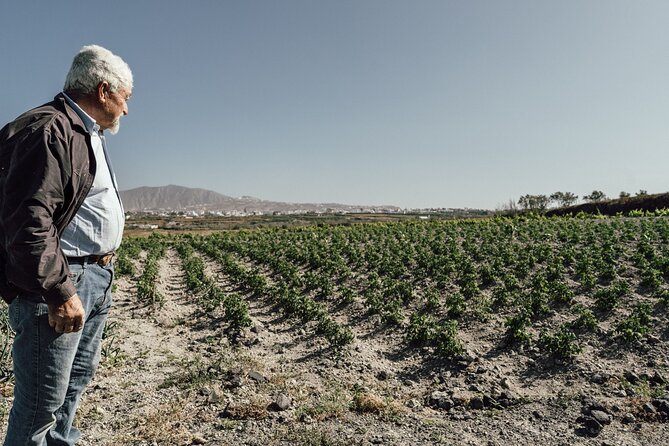 Farm to Table Food Experience in Santorini - Key Points