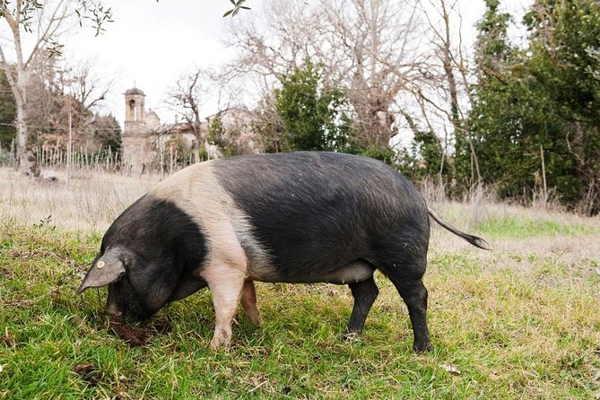 Farm Tour: the Cinta Senese Tuscan pig - Insightful Tour of the Cinta Senese Tuscan Pig in Montepulciano