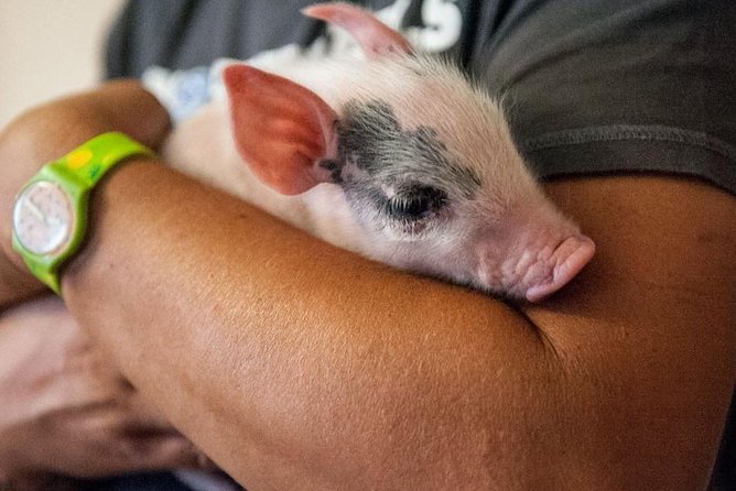 Farm Tour: the Cinta Senese Tuscan pig - Exploring the Farm: The Cinta Senese Breed and Its Origins