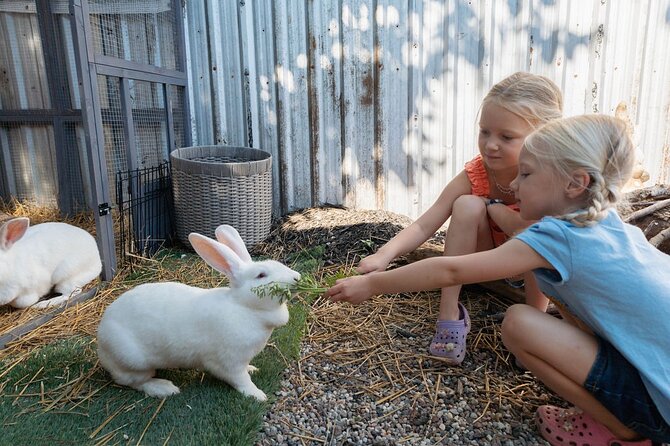 Farm Visit With Mini Domestic Animals - Final Thoughts on Humberstone Ranch’s Farm Visit