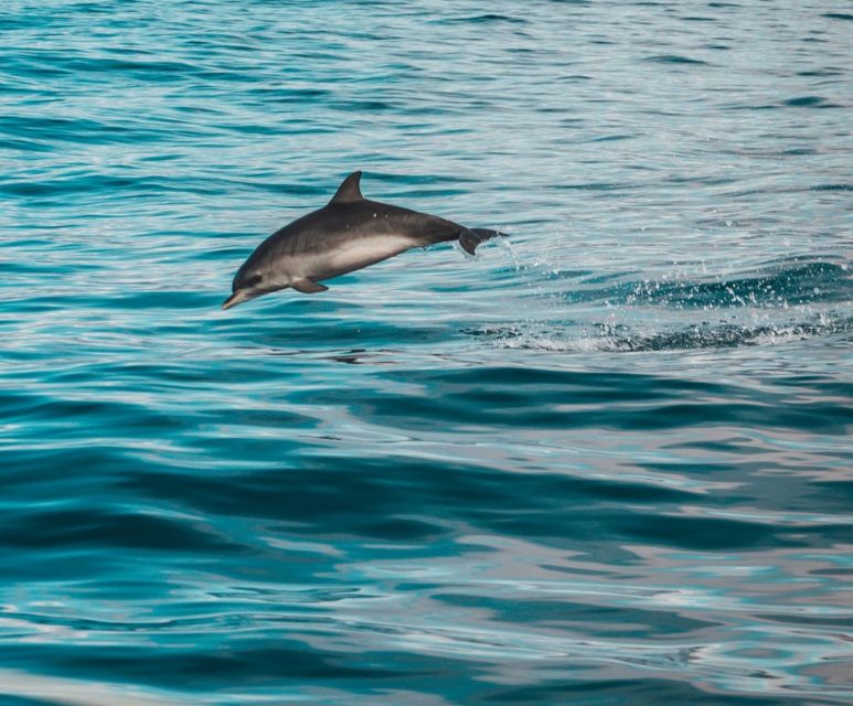 Faro: Dolphin and Marine Life Watching Boat Tour - Faros Small-Group Marine Tour from the Marina