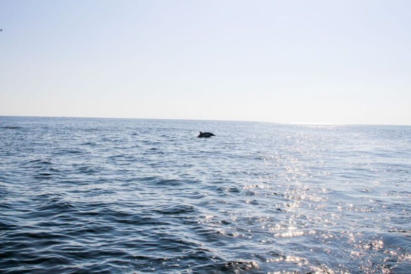 Faro: Dolphin and Marine Life Watching Boat Tour - Free Time on Farol Island: Relax and Explore