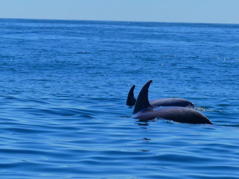 Faro: Dolphin and Wildlife Watching in the Atlantic Ocean - Wildlife Watching: Dolphins, Whales, and Marine Turtles