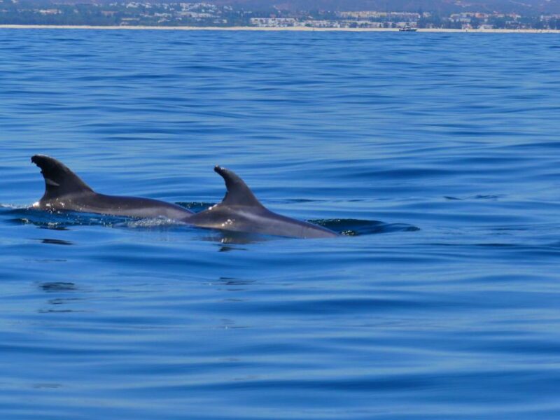 Faro: Dolphin and Wildlife Watching in the Atlantic Ocean - Respect for Marine Wildlife: Rules and Best Practices